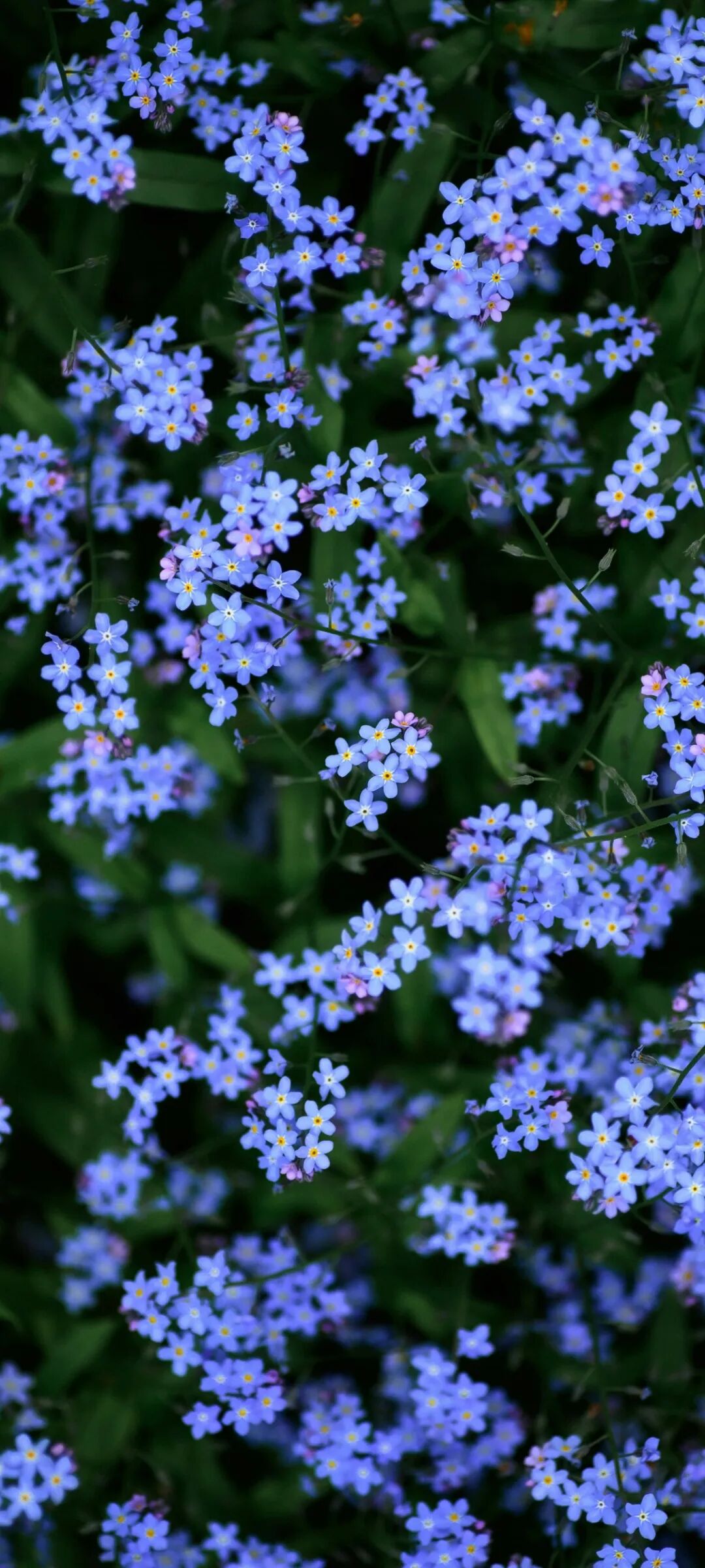 图片[6]-花朵 云曦 嫦娥 厚涂 山 王影璐壁纸-淘零网