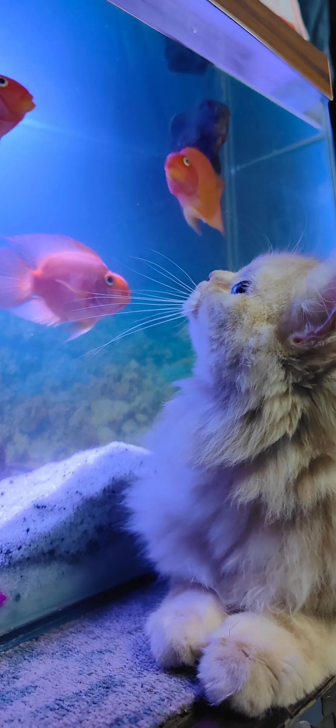 图片[11]-iOS17深景壁纸（4K超清）-淘零网