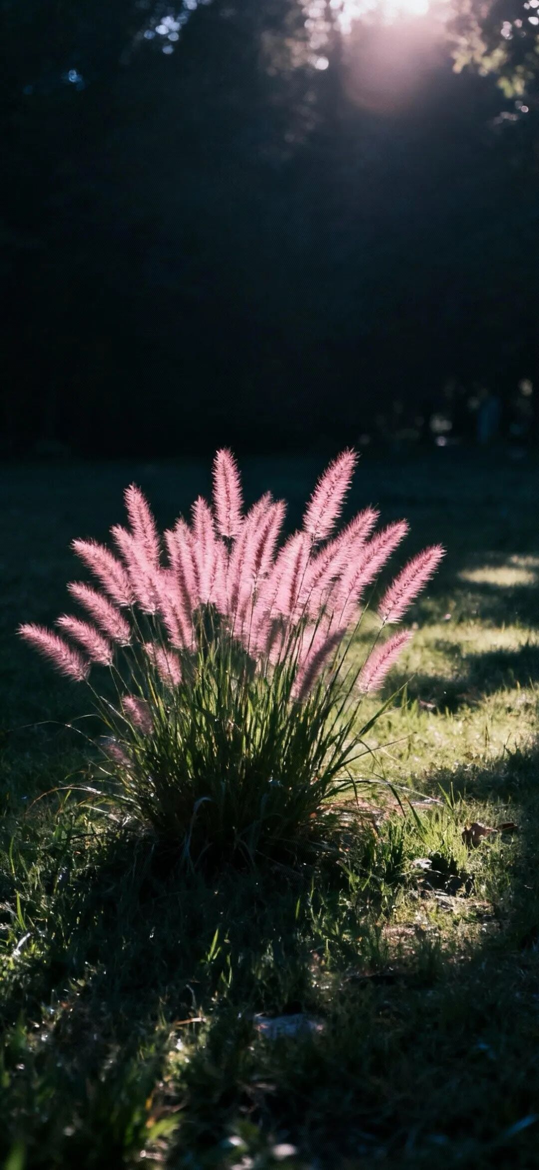 图片[34]-iOS17深景壁纸（4K超清）-淘零网