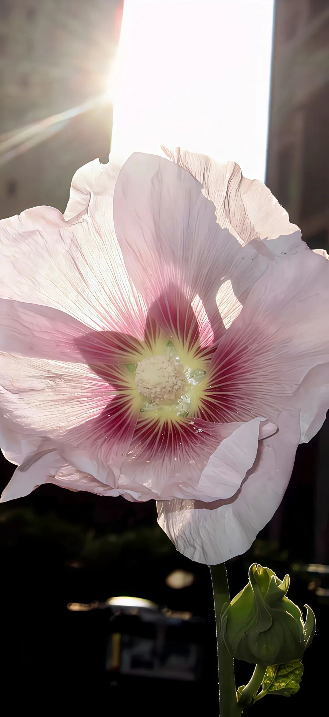 图片[22]-iOS17深景壁纸（4K超清）-淘零网